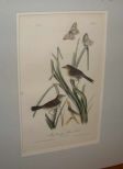 Audubon print Macgillivray's Shore Finch