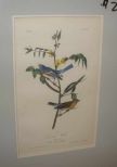 Audubon print Lazuli Finch
