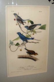 Audubon print Indigo Bunting