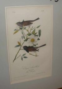 Audubon print Oregon Snow Bird