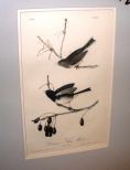 Audubon print Common Snow Bird