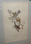 Audubon print Canada Bunting Tree Sparrow