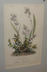 Audubon print Field Bunting