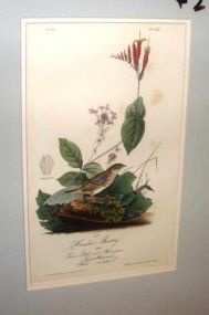 Audubon print Henslow's Bunting