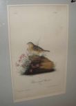 Audubon print Yellow-Winged Bunting