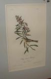 Audubon print Clay-Coloured Bunting