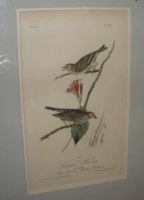 Audubon print Savannah Bunting
