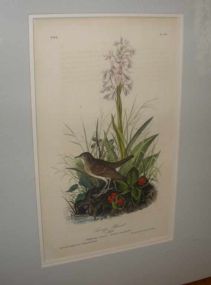 Audubon print Tawny Thrush
