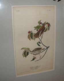 Audubon print Wood Thrush