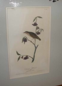 Audubon print Dwarf Thrush