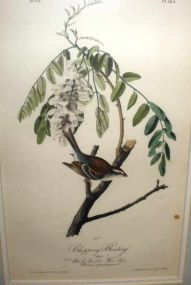 Audubon print Chipping Bunting