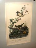 Audubon print Golden Crowned Wagtail