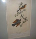 Audubon print Varied Thrush