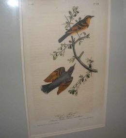 Audubon print Varied Thrush