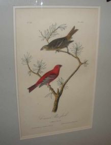 Audubon print Common Pine Finch