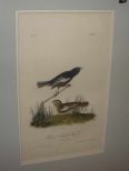Audubon print Prairie Lark Finch
