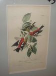 Audubon print White-Winged Cross Bill