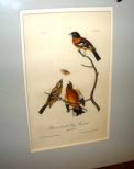 Audubon print Black-Headed Long Grosbeak