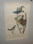 Audubon print Blue Long Grosbeak
