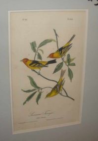 Audubon print Louisiana Tanager