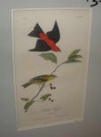Audubon print Scarlet Tanager