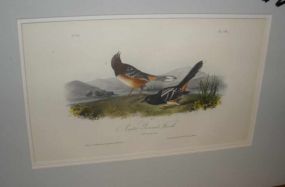 Audubon print Arctic Ground Finch