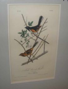 Audubon print Towhe Ground Finch