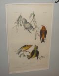 Audubon print Common Crossbill