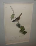 Audubon print Townsend's Finch