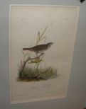 Audubon print Brown Finch