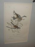 Audubon print Song Finch