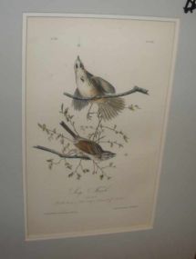 Audubon print Song Finch