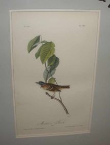 Audubon print Morton's Finch