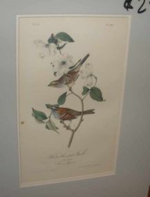 Audubon print White-Throated Finch