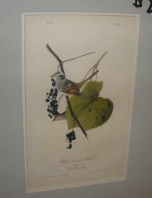 Audubon print White-Crowned Finch
