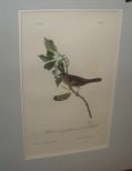 Audubon print Black and Yellow Crowned Finch