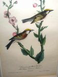 Audubon print Chestnut-Sided Wood Warbler