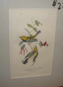 Audubon print Black-Throated Green Wood Warbler