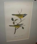 Audubon print Macgillivray's Ground-Warbler