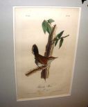 Audubon print Bewick's Wren