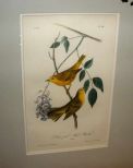 Audubon print Yellow Poll Wood-Warbler