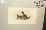 Audubon print Foolish Guillemot Murre