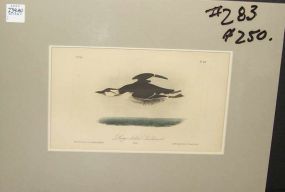 Audubon print Large-Billed Guillemot