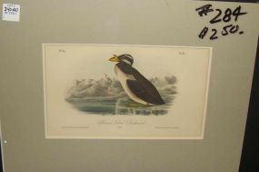 Audubon print Horned-Billed Guillemot