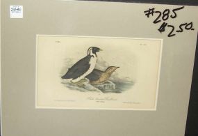 Audubon print Black Throated Guillemot