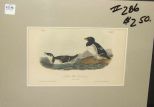 Audubon print Little Auk-Sea Dove