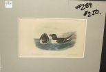 Audubon print Razor-Billed Auk