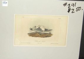 Audubon print Kittiwake Gull