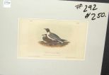 Audubon print Black-Headed Gull