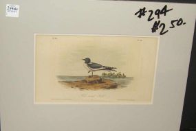 Audubon print Fork-Tailed Gull